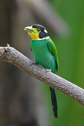 Long-tailed broadbill