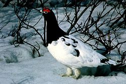 Willow ptarmigan (L. lagopus)