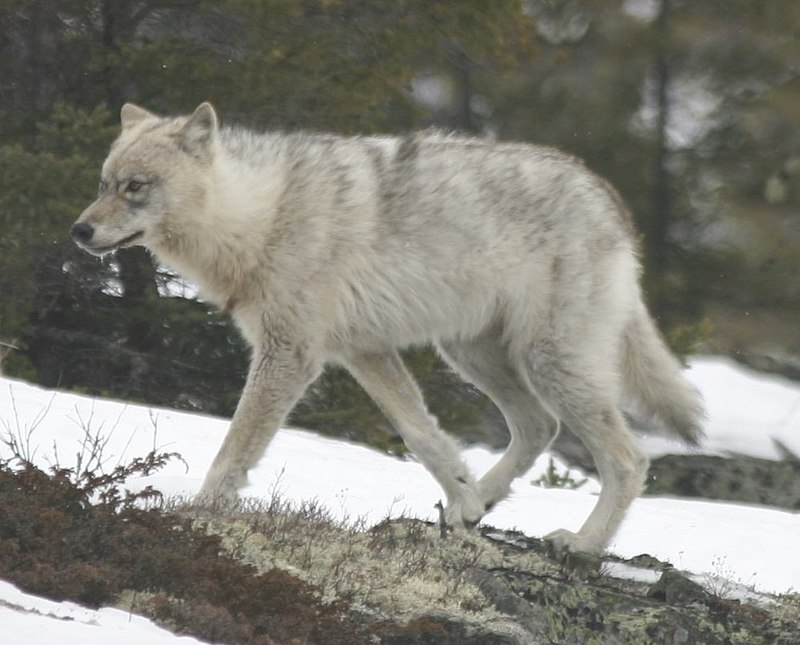 File:Quebec wild wolf.jpg