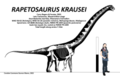 Rapetosaurus krausei