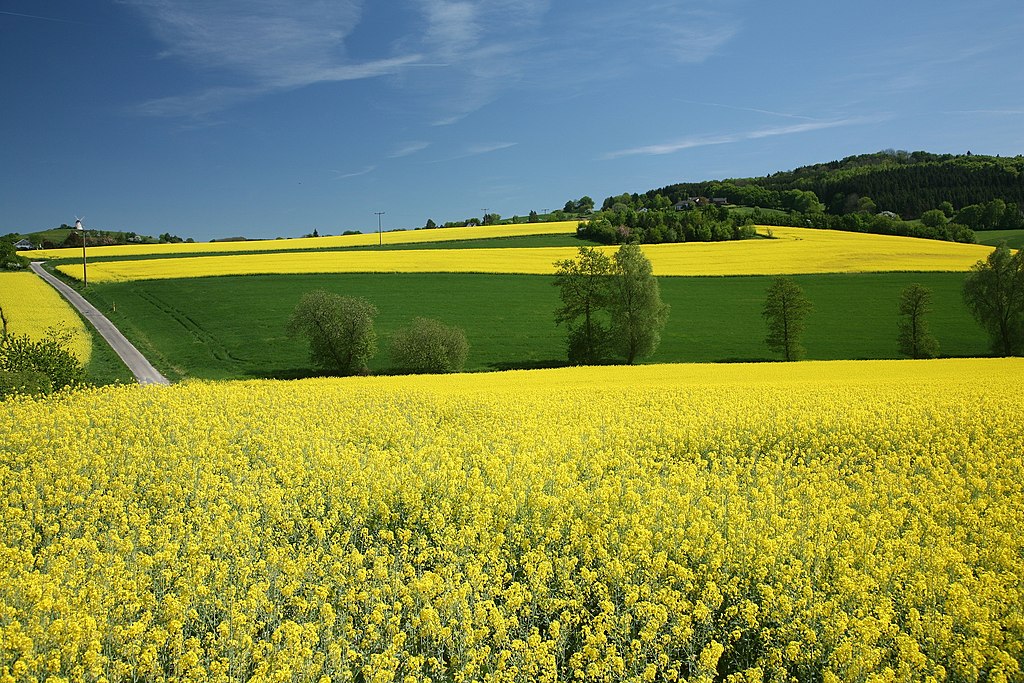 http://upload.wikimedia.org/wikipedia/commons/thumb/d/d5/Rapsfeld_2007.jpg/1024px-Rapsfeld_2007.jpg