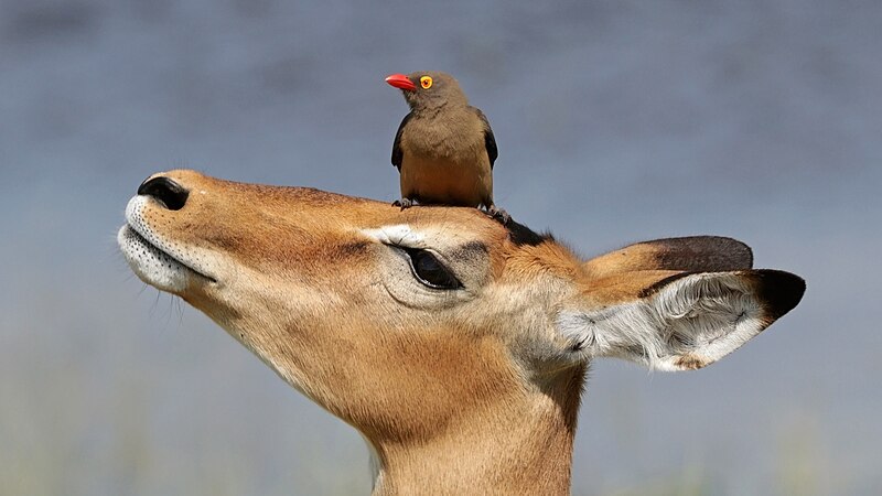 图为一只红嘴牛椋鸟（Buphagus erythrorhynchus）栖息在高角羚（Aepyceros melampus）的头上。摄于博茨瓦纳乔贝国家公园。