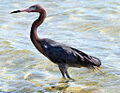 8 / Reddish Egret