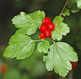 მთის მოცხარი (Ribes alpinum)