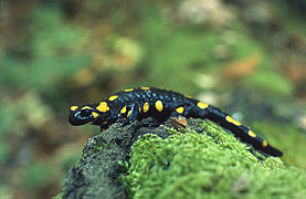 Salamandre.