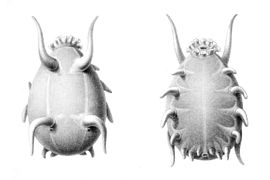 Scotoplanes globosa