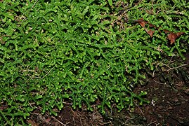 Selaginella denticulata