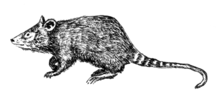 Shrew opossum - Caenolestidae.png