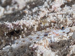 Fusigobius signipinnis