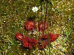 Rundsoldogg, Drosera rotundifolia, på Kråmyrane Foto: Svein Harkestad