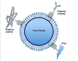 Solid lipid nanoparticles (SLNs). There is only one phospholipid layer because the bulk of the interior of the particle is composed of lipophilic substance. Payloads such as modRNA, RNA vaccine or others can be embedded in the interior, as desired. Optionally, targeting-molecules such as antibodies, cell-targeting peptides, and/or other drug molecules can be bound to the exterior surface of the SLN. SolidLipidNanoparticle.jpg