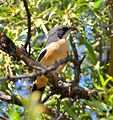 Southern Boubou (Laniarius ferrugineus) at Pretoria National Botanical Garden