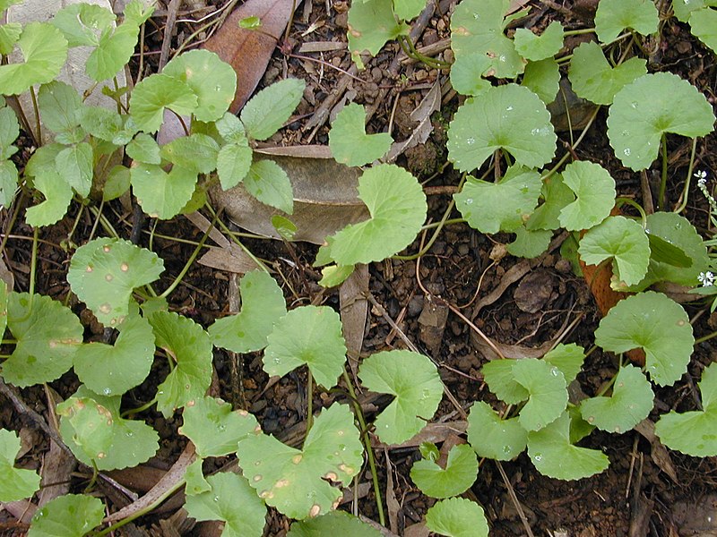 Tập tin:Starr 020803-0094 Centella asiatica.jpg