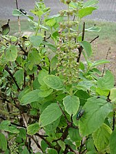 Basilika (Ocimum basilicum)