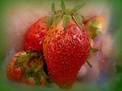 Strawberry4.jpg