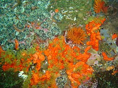 Red cucombers and Striped anemones