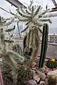 Succulents. Botanical garden, Kassa, 2018-05-25-17.jpg