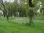 Svijany - prostor sídliště z pozdní doby bronzové a starší doby železné západně od vsi (2).jpg