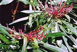 Telopea mongaensis at Monga National Park.jpg