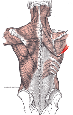 Complexus musculorum umeri posterioris: Musculus numero 5 depictus, infra musculum teretem minorem