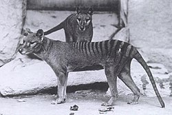  Thylacinus cynocephalus au zoo de New York en 1902