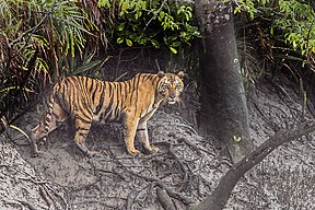 Tiger im Sundarbans-Nationalpark