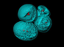 Surface rendering of Arabidopsis thaliana pollen grains with confocal microscope. Tolmuterad.jpg