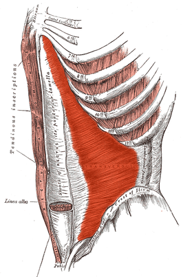 Musculus transversus abdominis