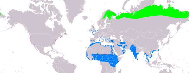 A füstös cankó elterjedési területe  \n\n  költőhely (nyáron)\n  telelőhely\n  szórványos \nÖsszeállította: BirdLife International and Handbook of the Birds of the World (2016) 2007