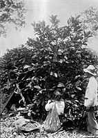 Koffie plukken in Suriname, circa 1915