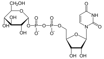 UDP-α-D-Glucose.