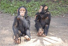 Nejmenovaný - Šimpanz - Středoafrická republika.jpg