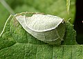 Raupenversteck in gerolltem Blatt