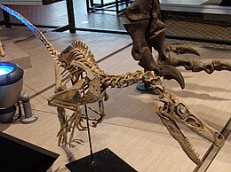 A Velociraptor mongoliensis felállított csontváza