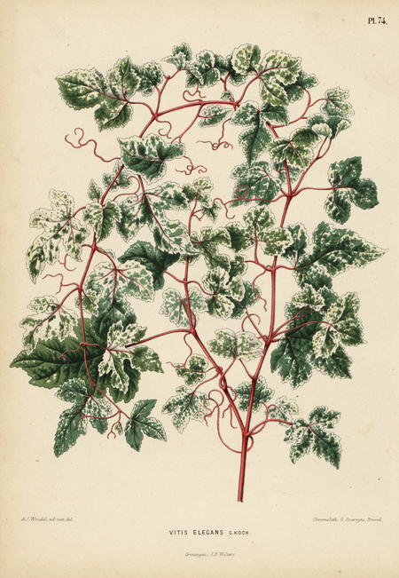 Pl. 74: Vitis elegans C.Koch