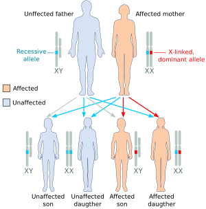 Х-доминантное заболевание mother.svg