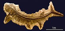 Xiphactinus fossil SI.jpg