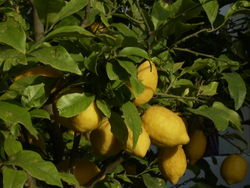 Citrus x limon