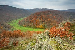 Rečni meander med gozdovi