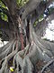 Árbol Ficus macrophylla - Árbol de la Cultura