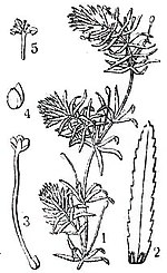 Hydrilla verticillata: 1 — ветка, 2 — лист, 3 — цветок. 4 — плод, 5 — тычинки.