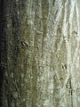 老木では割れてくる種もある C. betulus