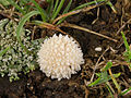 Lycoperdon pratense