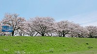 河川標識と桜並木