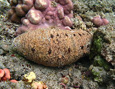 Holothurie brune (Actinopyga cf. echinites), forme réunionnaise[103].