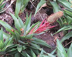 Description de l'image Aechmea ornata (19498218322).jpg.