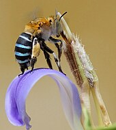 Long-tongued bees and long-tubed flowers coevolved, whether pairwise or "diffusely" in groups known as guilds. Amegilla on long tube of Acanthus ilicifolius flower.jpg