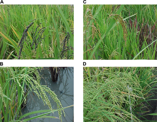 Forskelligheden i de oprindelige rissorter. (A) Lange, tyndkornede ris med violet skal. (B) Grovkornede ris med hvid skal. (C) Toppe af ris med gylden skal (foran) og med violet skal (bagved). (D) Høje, ukrudtsagtige risplanter med blege blade og sølvskinnende skaller.