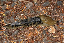 This individual Ariolimax columbianus has numerous black spots. The patterning may be so extensive as to make the animal look almost solid black. Banana slugs have a single lung which opens externally via a pneumostome. The placement of the pneumostome on the mantle helps to distinguish the species of Ariolimax. Ariolimax columbianus 0510.JPG