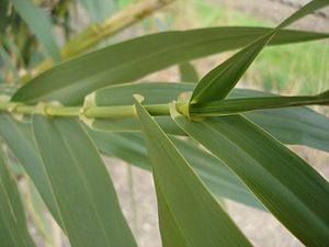 물대(Arundo donax)